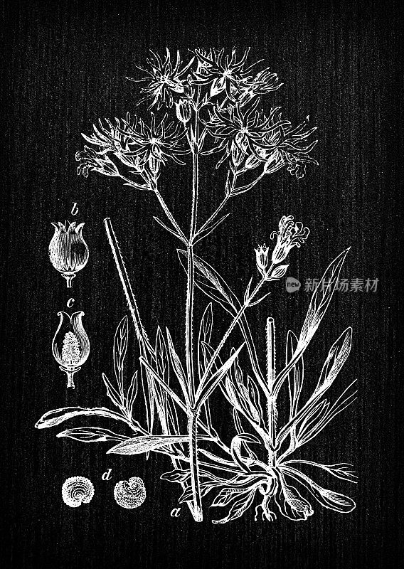 植物学植物古董雕刻插画:Lychnis flos-cuculi (Ragged-Robin)